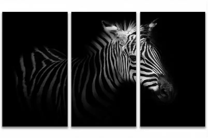 Zebre de profil - affiche animaux