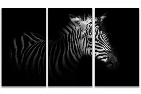 Zebre de profil - affiche animaux