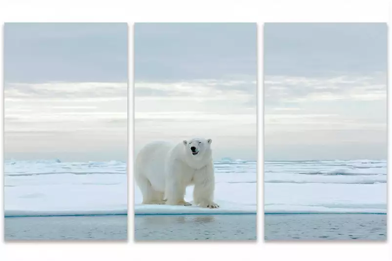 Ours blanc sur la banquise - tableau animaux