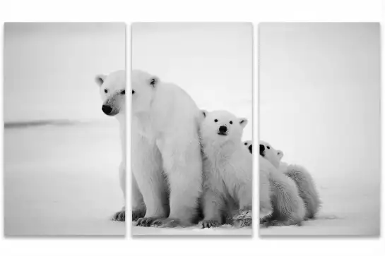 Family polar bear - affiche animaux