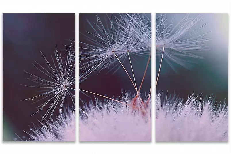 Dandelion seeds - tableau plante