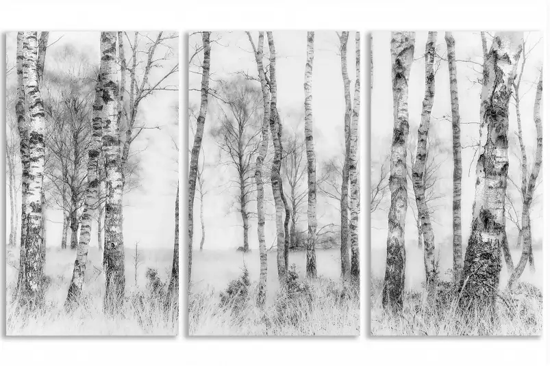 Bouleaux en monochrome - tableau foret