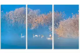 Cygnes dans le givre matinal - tableau nature