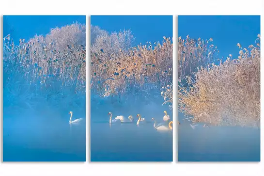 Cygnes dans le givre matinal - tableau nature