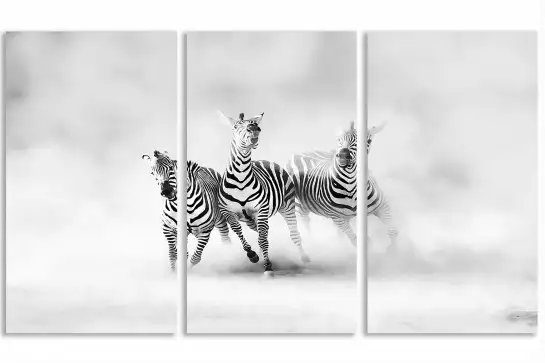 Racing stripes - poster animaux