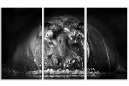 Portrait hippo - poster animaux