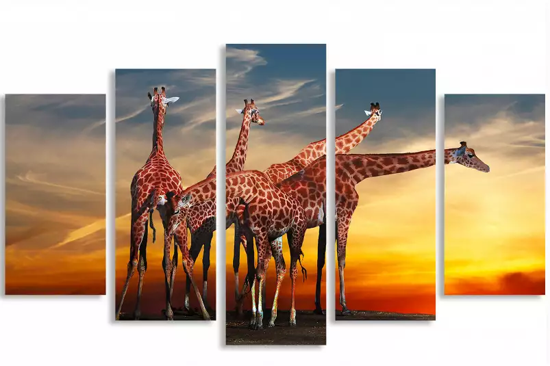 Girafes meeting - portrait animaux