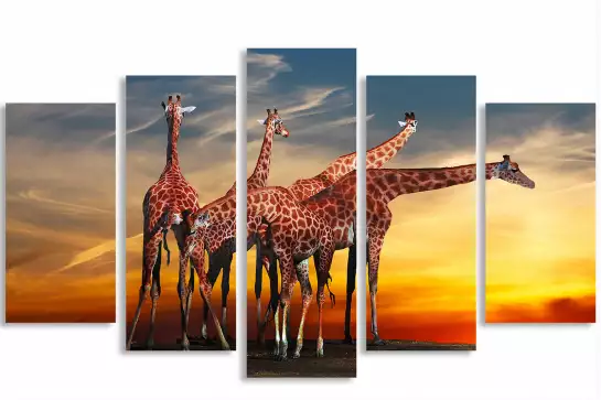 Girafes meeting - portrait animaux