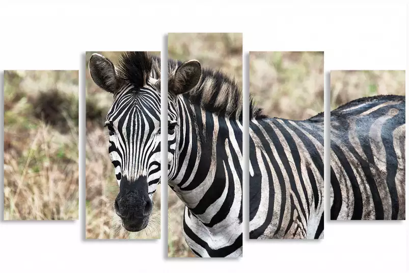 Zebre en pleine savane - poster animaux