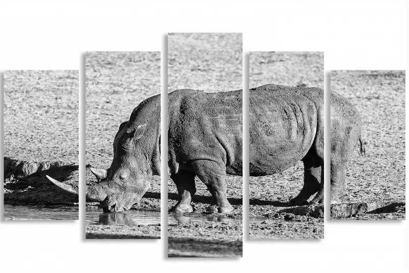 Rhino en savane - poster animaux