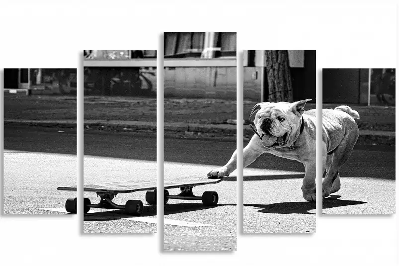 Skate dog - affiche animaux