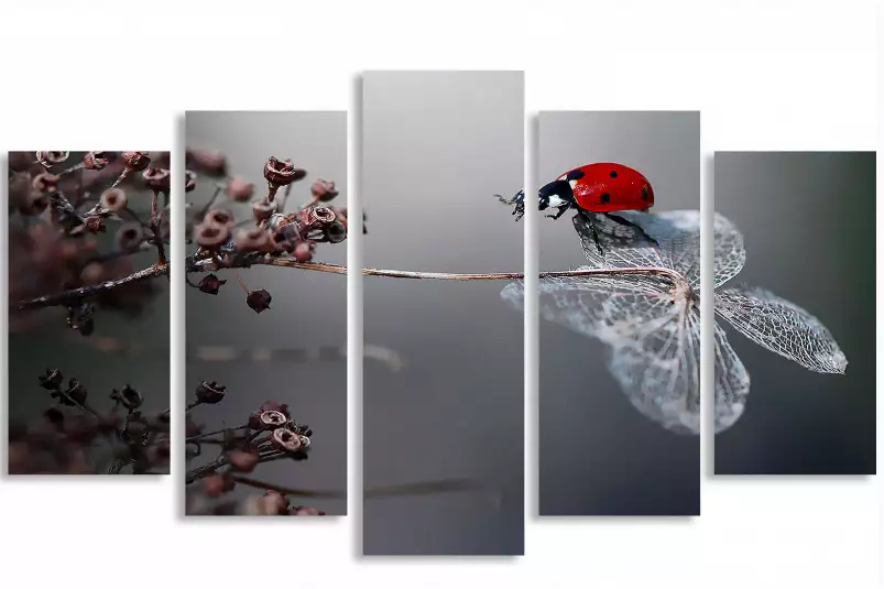 Ladybird on a poppy -