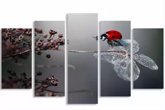 Ladybird on a poppy -