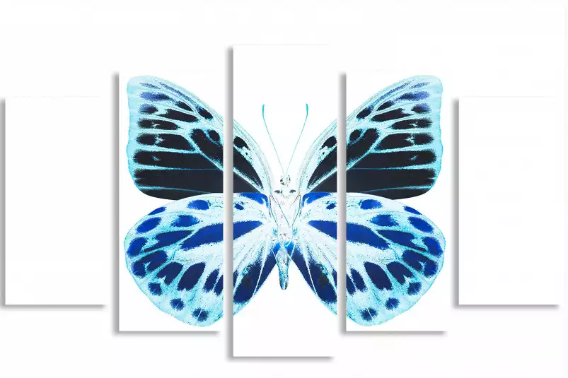 Papillon de nuit bleu - affiche animaux