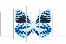 Papillon de nuit bleu - affiche animaux