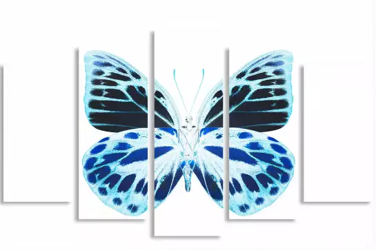 Papillon de nuit bleu - affiche animaux