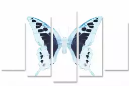 Papillon de nuit blanc bleu - affiche animaux