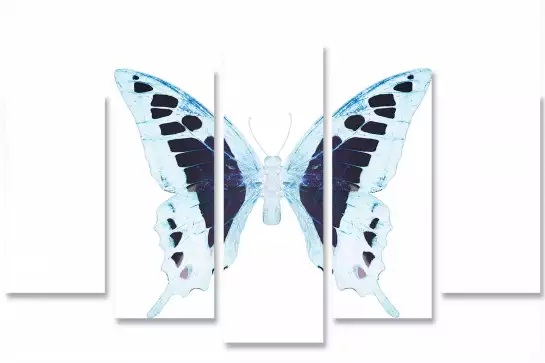 Papillon de nuit blanc bleu - affiche animaux