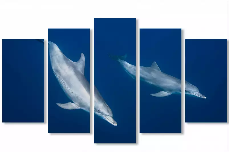 Bleu dauphins et profondeur - poster fond marin