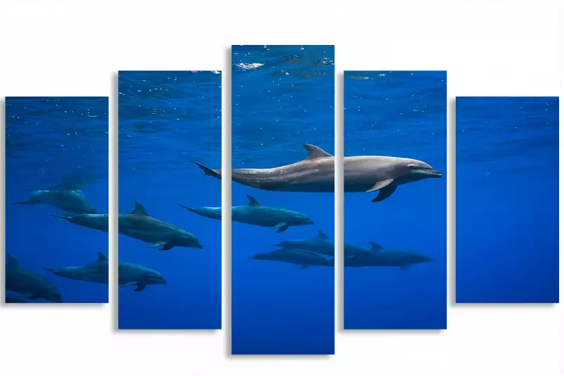 Dauphins course en famille - poster fond marin