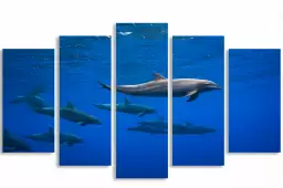 Dauphins course en famille - poster fond marin