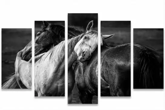 Black and white horses - posters chevaux