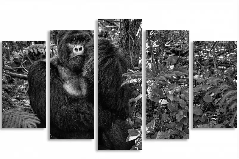 Jungle primate - affiche animaux