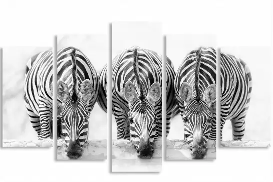 Curious zebra - affiche animaux