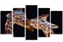 Girafe kiss me - portrait animaux