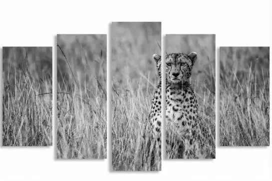 Cheetah - portrait animaux