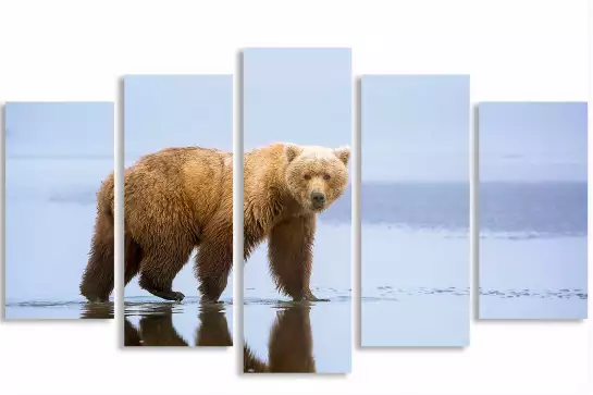 La marche de l'ours - affiche animaux