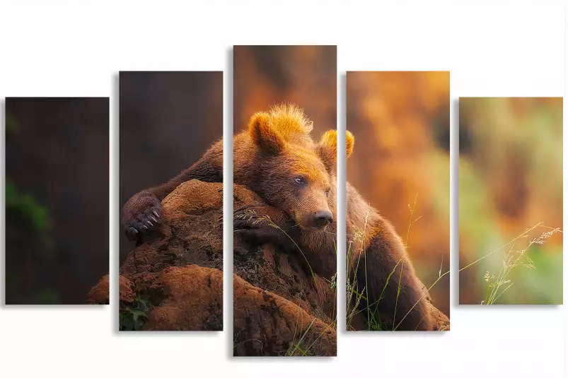 Portrait d'ours - affiche animaux