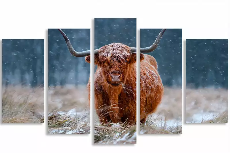 Cadre photo - Poster - Scottish Highlander - Vache - Animaux - Berg - Cadre  pour