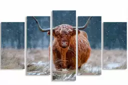 Vache highland - tableau animaux