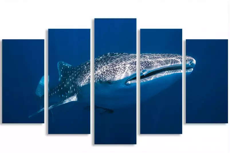 Requin baleine - tableau animaux marins