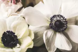 Fleur blanche au coeur violet - poster plantes