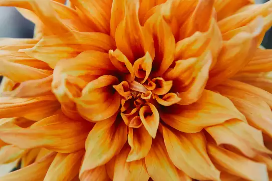 Coeur de chrysanthème - tableau plante