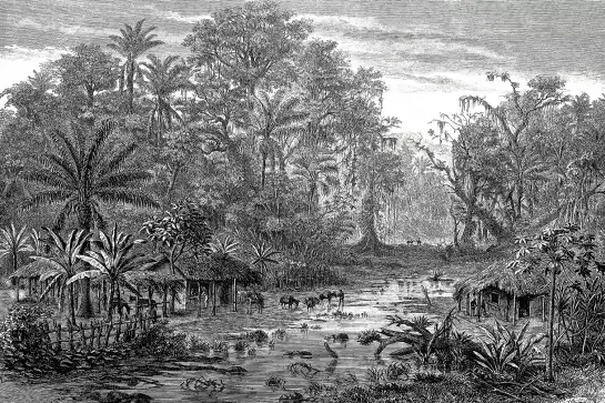 Forêt de mangroves - tableau foret