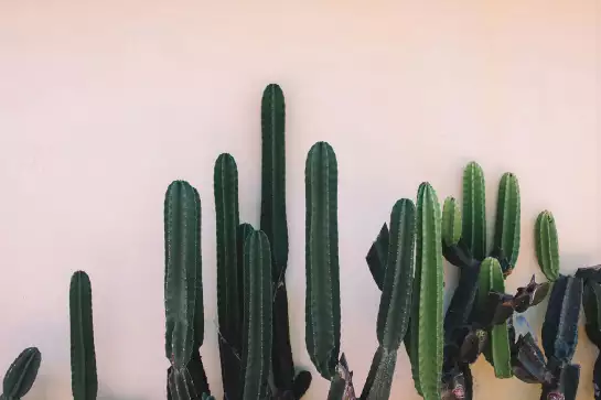 Mur de cactus - tableau cactus