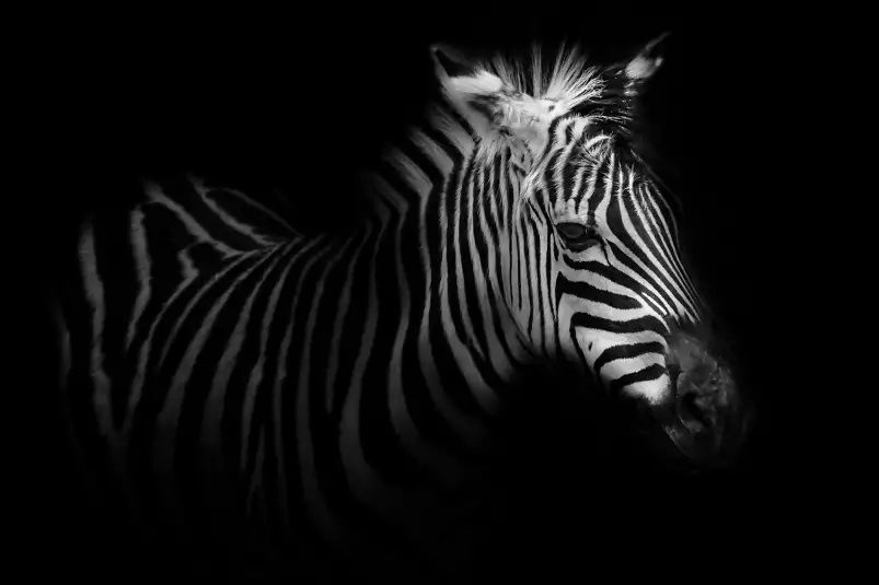 Zebre de profil - affiche animaux