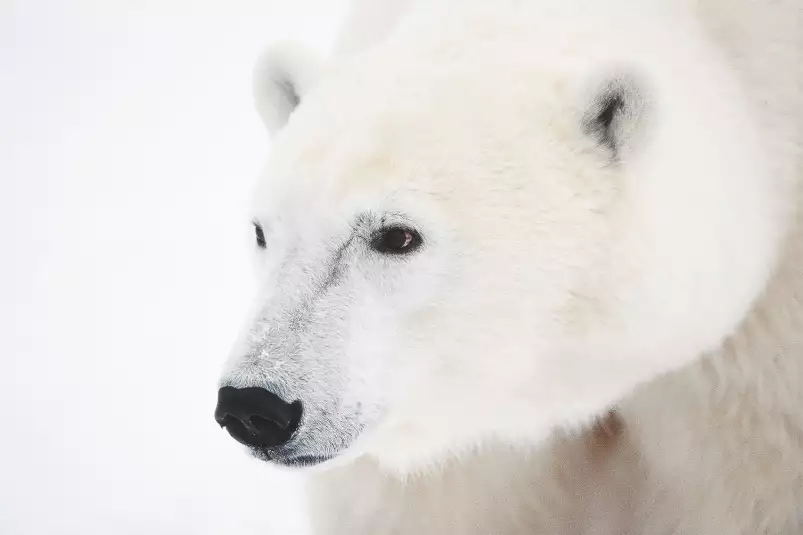 Ours blanc polaire - tableau animaux