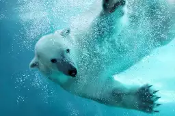 Ours blanc en plein plongeon - tableau animaux