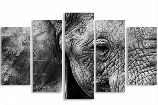 Peau d'éléphant - portrait animaux