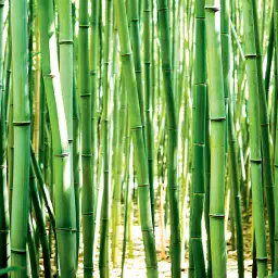 Les bambous - tapisserie panoramique jungle