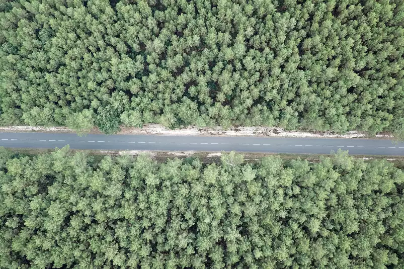 Infinitude de la forêt landaise - affiche sud ouest