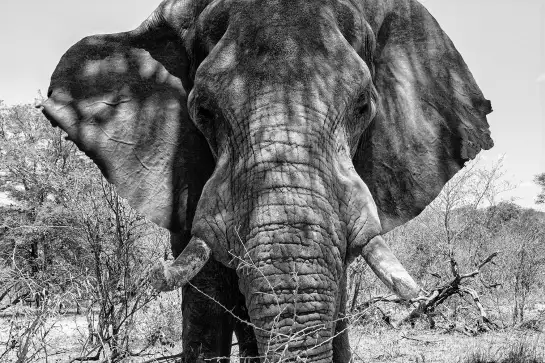 Eléphant d'afrique - portrait animaux