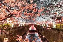 Cerisiers et hanami à tokyo - tableau japon