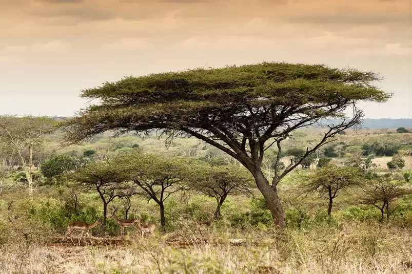 Impala d'afrique - poster animaux