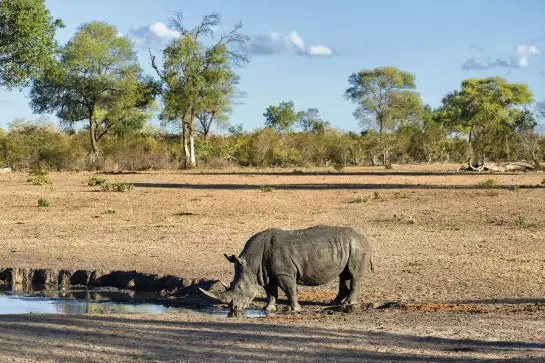 Rhinoceros à la rivière - poster animaux