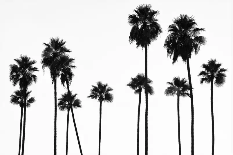Palmier black california - affiche palmier noir et blanc